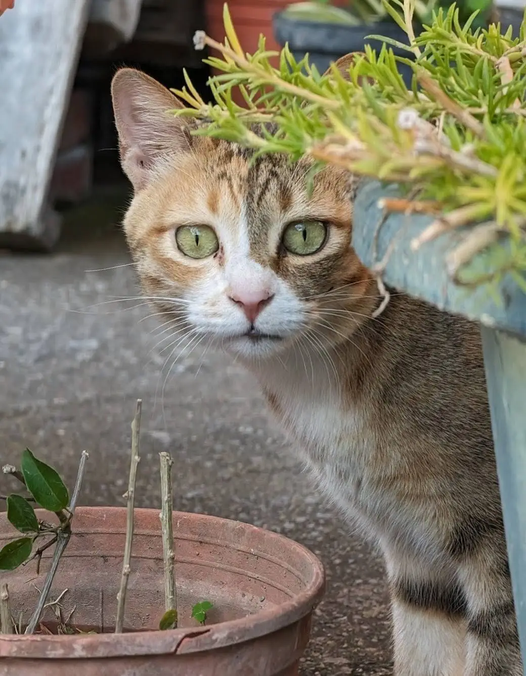 Meow